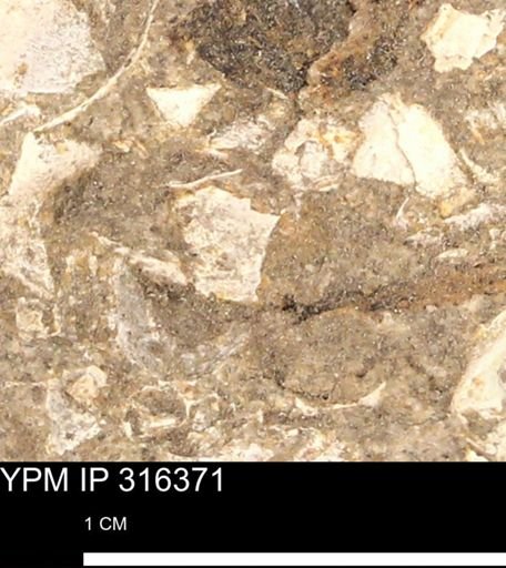 undet. Mollusca