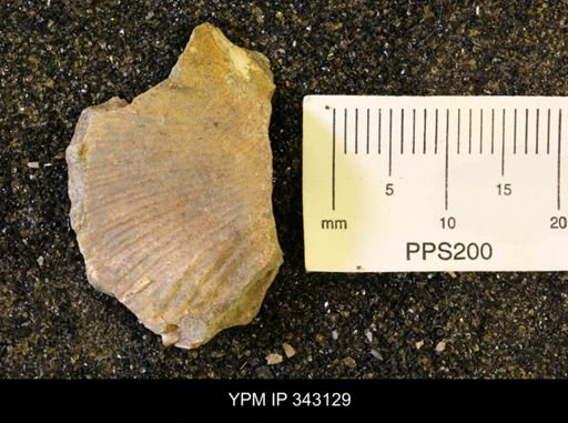 undet. Scaphitidae