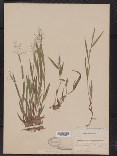 Panicum lanuginosum