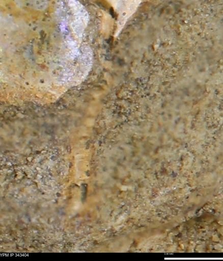undet. Bivalvia