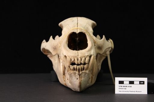 Ursus arctos