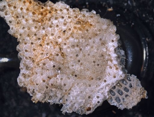 Schizoporella unicornis