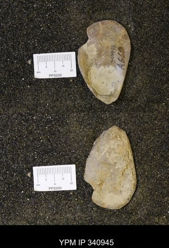 undet. Ostreidae