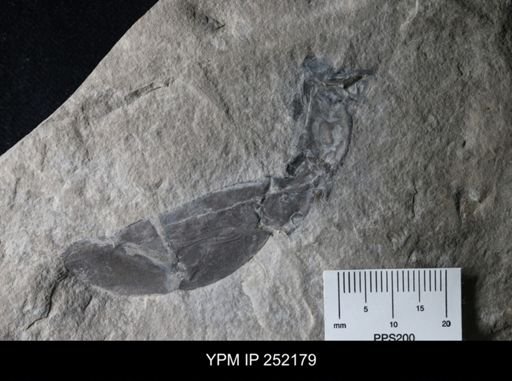 undet. Eurypterida