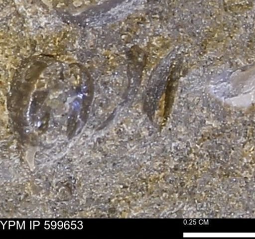 Protocardia subquadrata