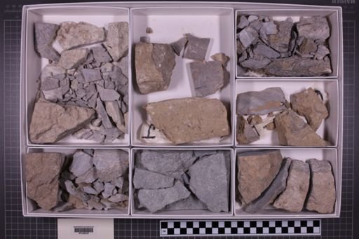mixed taxa, stratigraphic collection