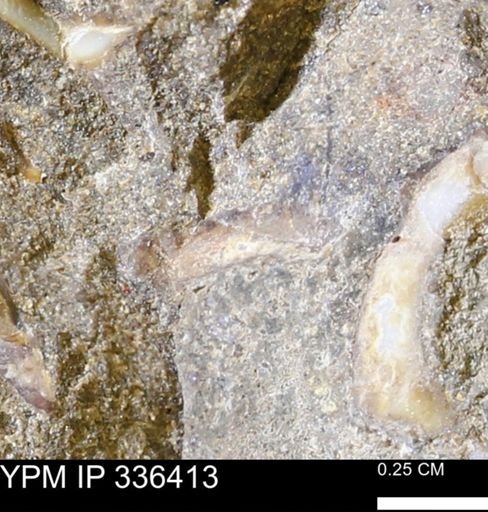 undet. Mollusca