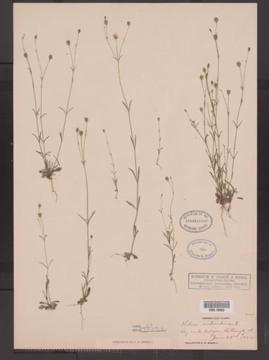 Silene antirrhina