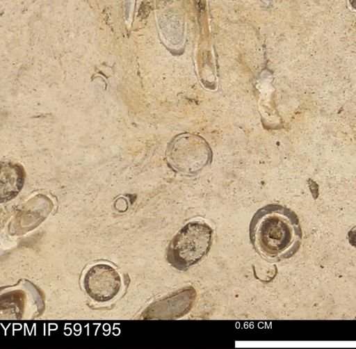 Serpulidae
