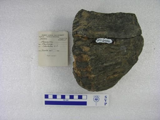 Mammuthus sp.