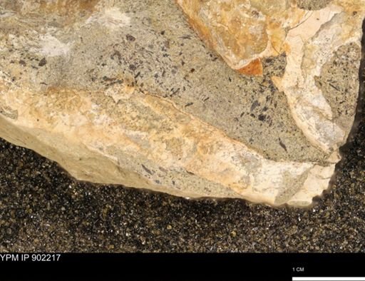 undet. Mollusca