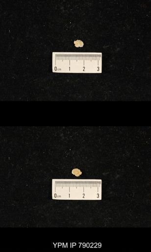 Derbyia sp.