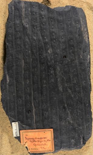 Syringodendron cyclostigma