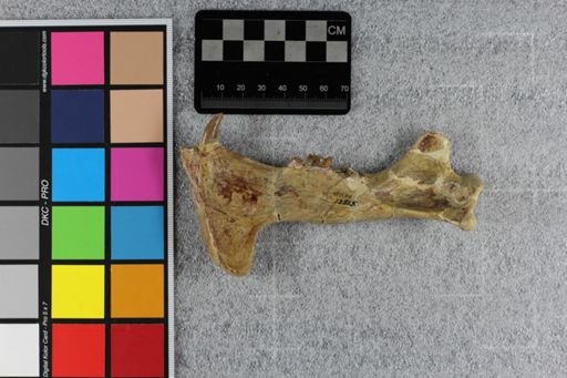 Hoplophoneus mentalis