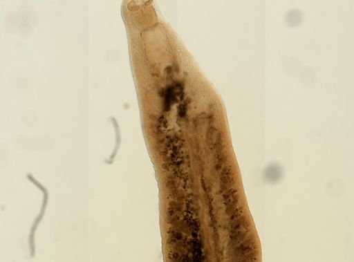 Octobothrium