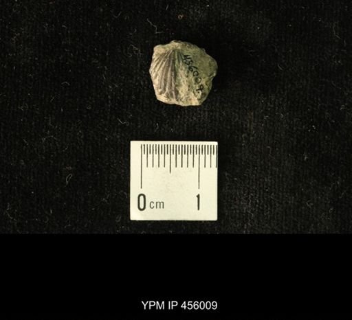 Platystrophia amoena
