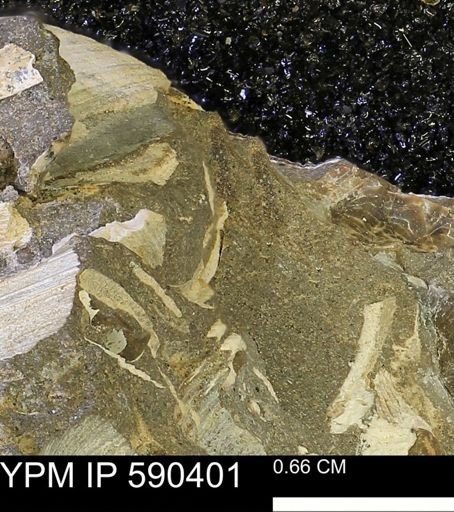 undet. Bivalvia