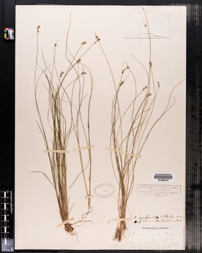 Carex interior