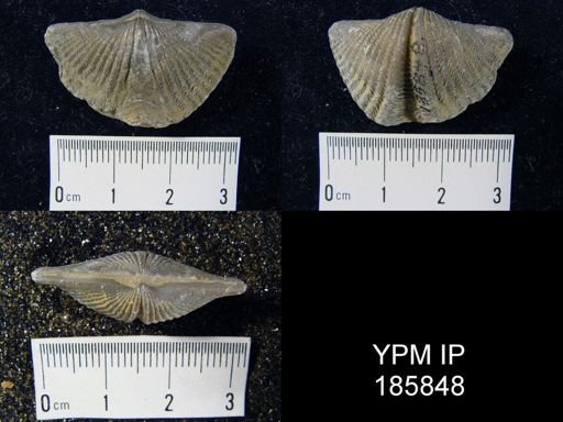 Mucrospirifer sp.