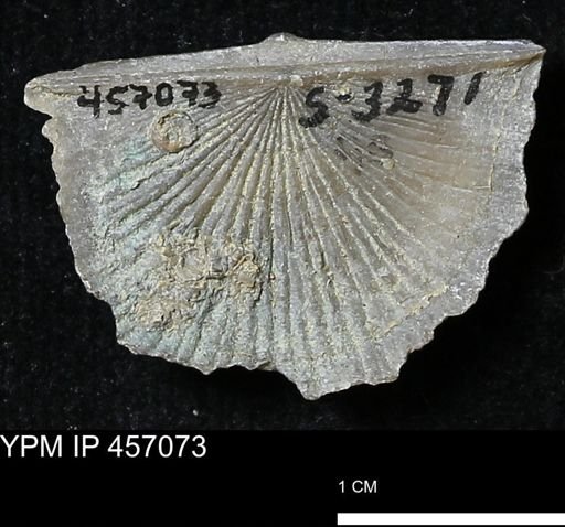 Stropheodonta sp.
