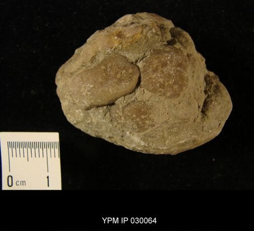 Pattersonia difficilis