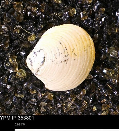 Limopsis striatopunctatus
