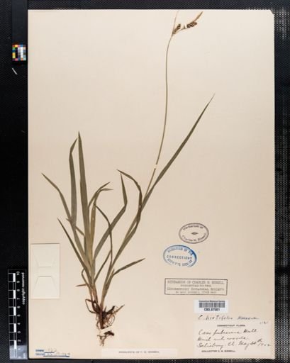 Carex pubescens