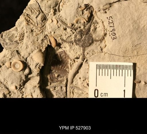 Aganaster gregarius