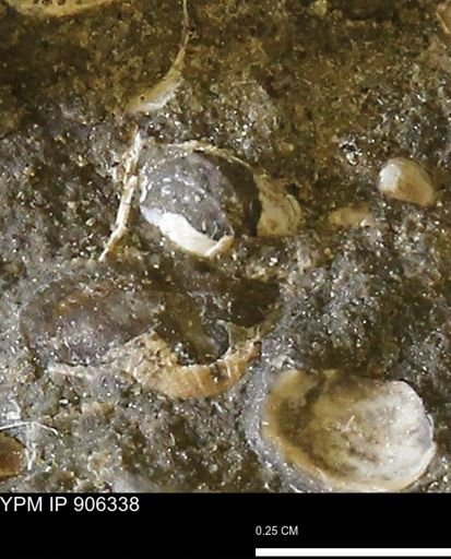 undet. Bivalvia