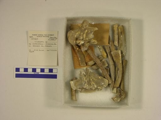 Clidastes sp.