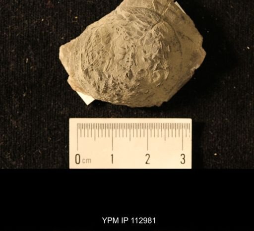 Isorophus cincinnatiensis