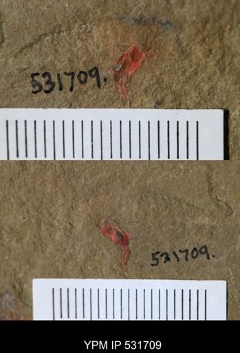 undet. Stylophora