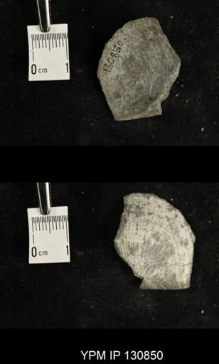 Stropheodonta sp.