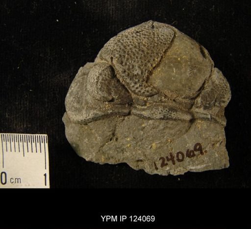 Phacops rana