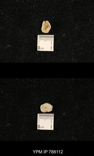 undet. Brachiopoda