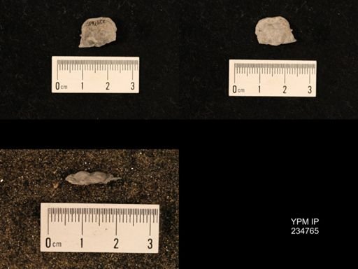 Marginifera splendens