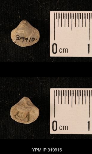 Ambocoelia planoconvexa