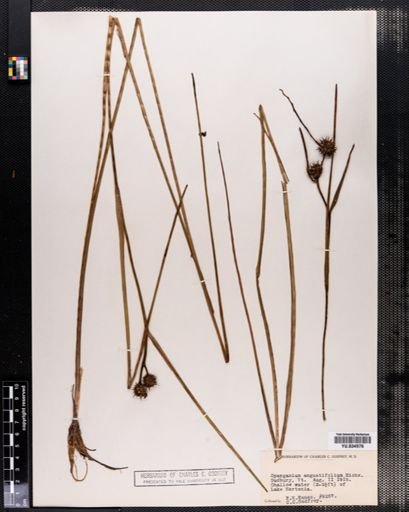 Sparganium angustifolium