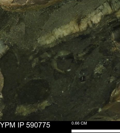 undet. Bivalvia