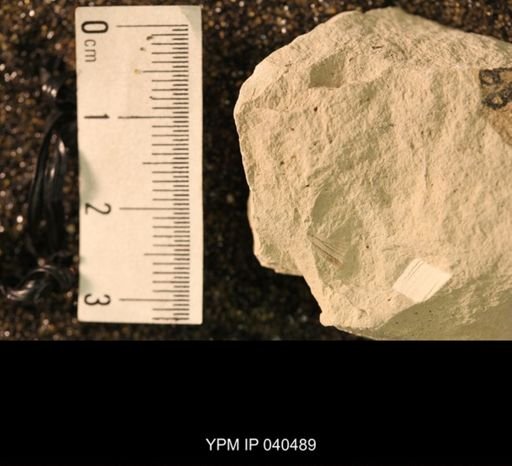 Hexapoda