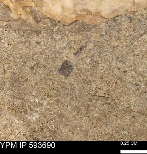 Baculites sp.