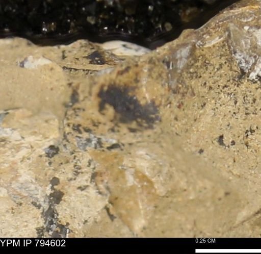 Protocardia subquadrata