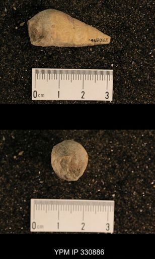 Meekospira peracuta choctawensis