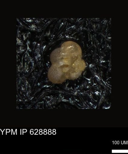 undet. Foraminiferida
