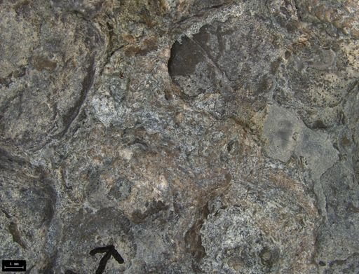 Aplocoma damesii