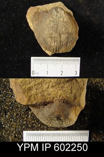Productella arctirostrata