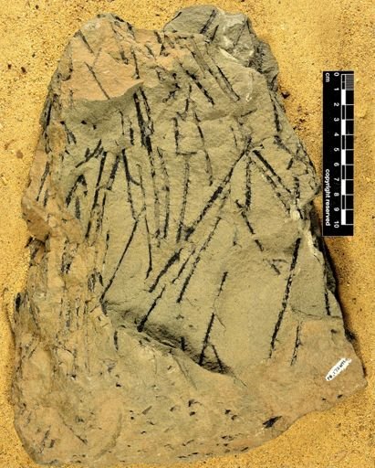 Sawdonia ornata