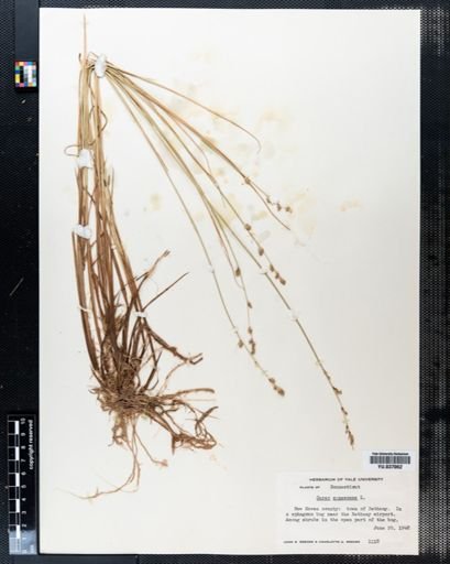 Carex canescens