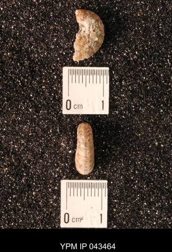 Hoploscaphites nicolletii