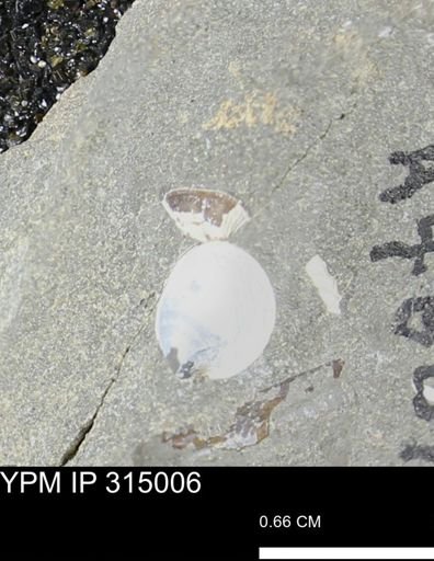 undet. Scaphitidae